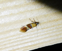 Epicallima bruandella