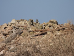 Athene noctua vidalii