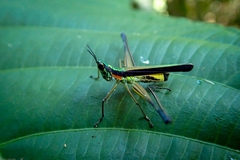 Eumastacidae