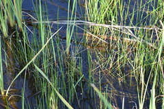 Eleocharis interstincta