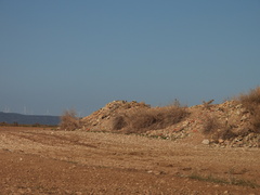 Athene noctua vidalii