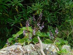 Plectranthus fruticosus