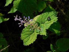 Plectranthus fruticosus