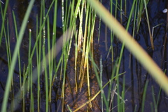 Eleocharis interstincta