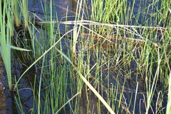 Eleocharis interstincta