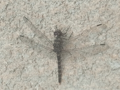 Bradinopyga strachani