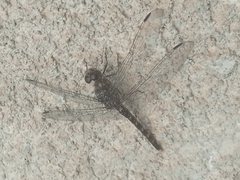 Bradinopyga strachani