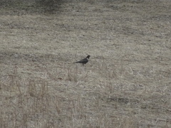 Turdus torquatus