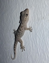 Tarentola gomerensis