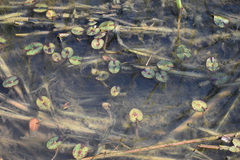 Nymphaea mexicana