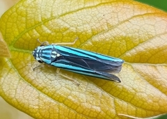 Poecilocarda cosmopolita