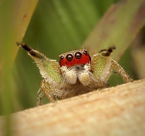 Habronattus pyrrithrix