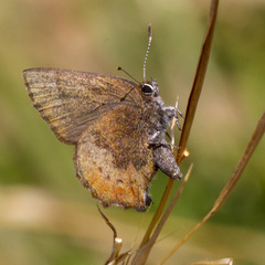 Callophrys augustinus
