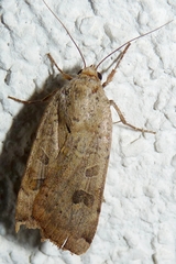 Noctua interposita