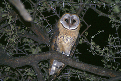 Tyto alba poensis