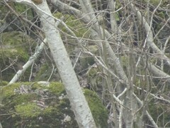 Phylloscopus trochilus