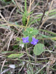 Scutellaria drummondii