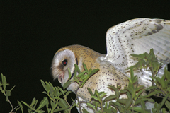 Tyto alba poensis