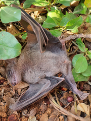 Rousettus aegyptiacus