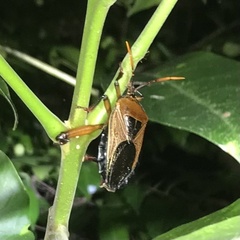 Rhoecus australasiae