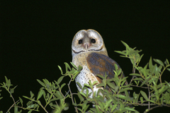 Tyto alba poensis