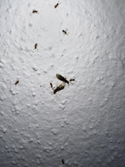 Brachymyrmex obscurior