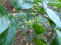 Aglaia lawii