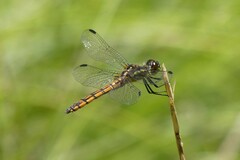 Austrothemis nigrescens