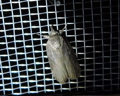 Nycteola asiatica