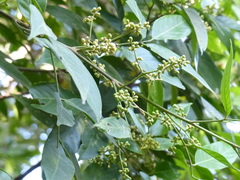 Aglaia lawii
