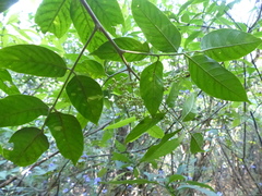 Aglaia lawii