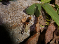 Hodotermes mossambicus