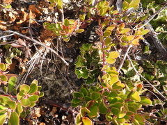 Peltigera britannica