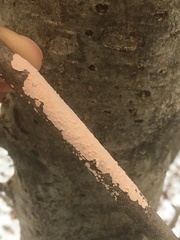 Corticium roseum