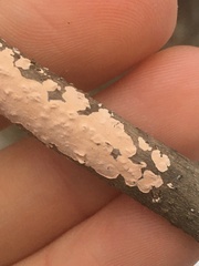Corticium roseum