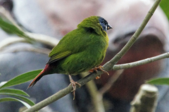 Erythrura pealii