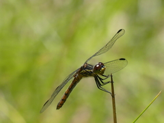 Austrothemis nigrescens