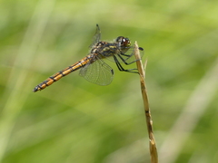 Austrothemis nigrescens