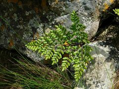 Pellaea pteroides