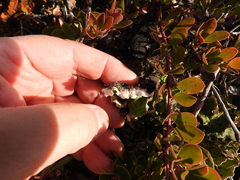 Peltigera britannica