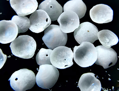 Parvilucina crenella