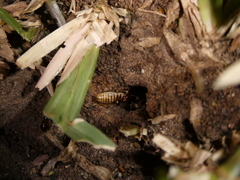 Hodotermes mossambicus