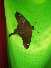 Ectomis octomaculata