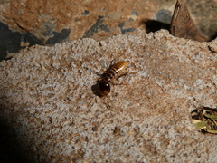 Hodotermes mossambicus