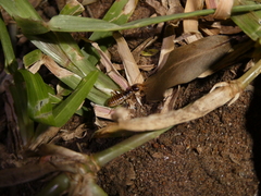 Hodotermes mossambicus