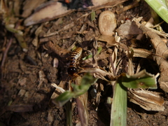 Hodotermes mossambicus