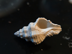 Calotrophon ostrearum