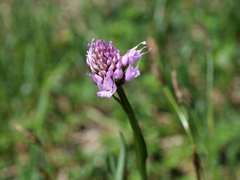 Traunsteinera globosa