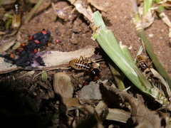 Hodotermes mossambicus