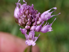 Traunsteinera globosa